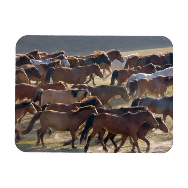 Imán Caballos en el rancho, Mongolia interior, China (Horizontal)