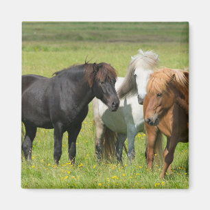 Imán Caballos en el Rancho, sur de Islandia