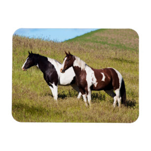 Imán Caballos en la ladera