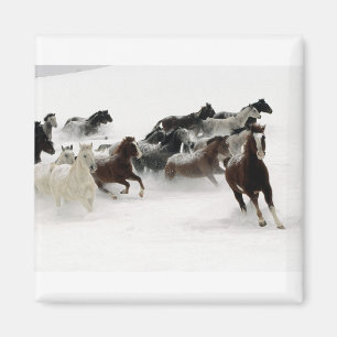 Imán Caballos en la nieve