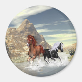 Imán Caballos en marcha