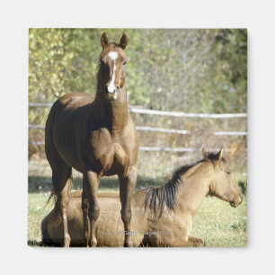 Imán Caballos en pasto