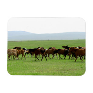 Imán Caballos en pastoreo - Fotografía paisajística
