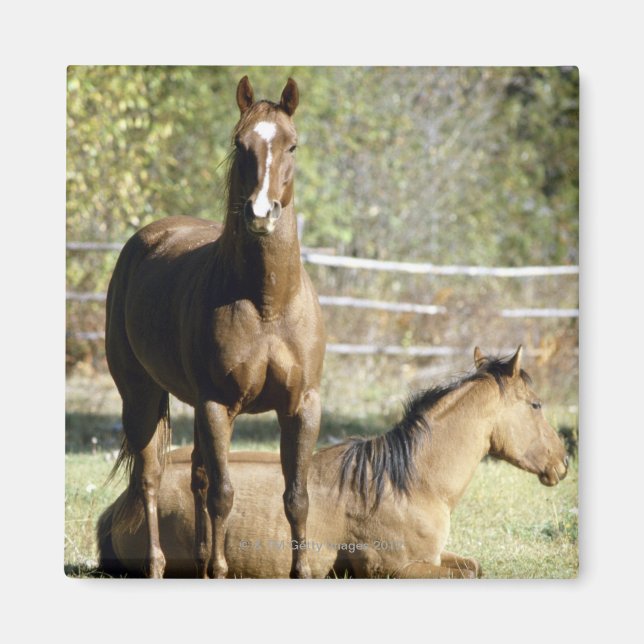 Imán Caballos en pastos (Frente)
