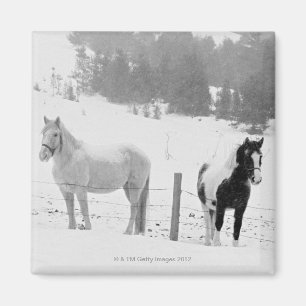 Imán Caballos en rancho