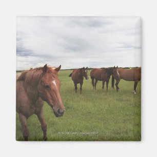 Imán Caballos En Un Campo