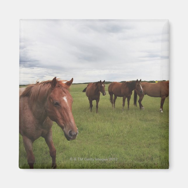 Imán Caballos En Un Campo (Frente)
