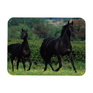Imán Caballos excelentes en campo de flor