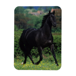 Imán Caballos excelentes en campo de flor