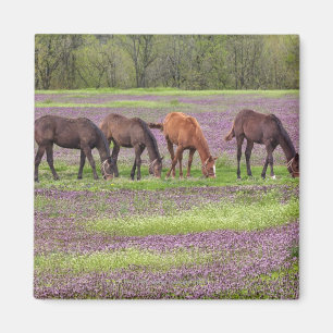 Imán Caballos excelentes en el campo de las flores del