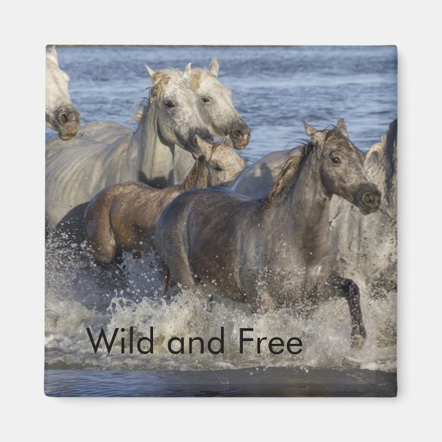 Imán Caballos galopando en el agua (Frente)