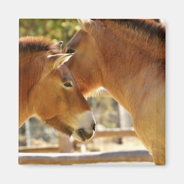 Imán Caballos hermosos (Frente)