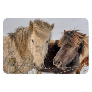 Imán Caballos islandeses