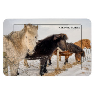 Imán Caballos islandeses