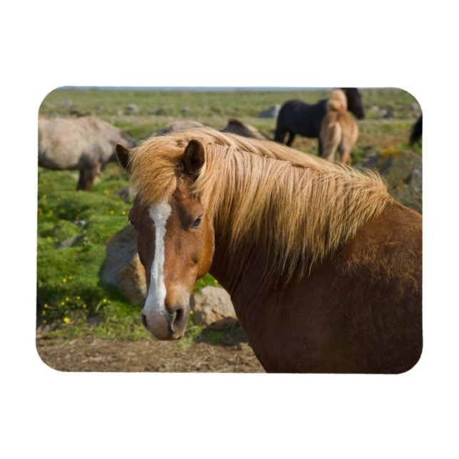 Imán Caballos islandeses en el noreste de Islandia (Horizontal)