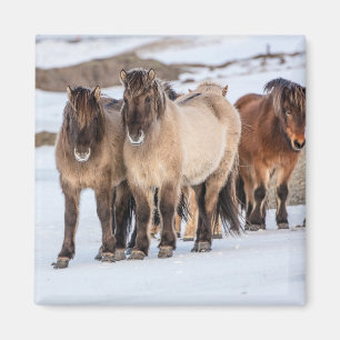 Imán Caballos islandeses en invierno cerca de Hofn, Isl