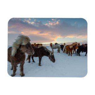 Imán Caballos islandeses en nieve