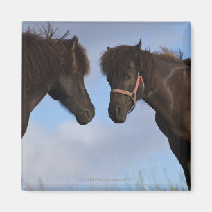 Imán Caballos islandeses frente a frente