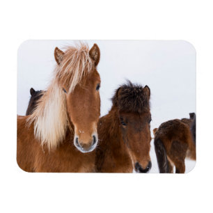 Imán Caballos islandeses lindos juntos