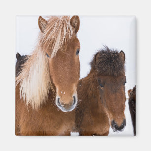 Imán Caballos islandeses lindos juntos
