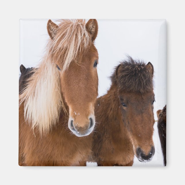 Imán Caballos islandeses lindos juntos (Frente)