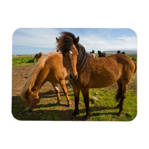 Imán Caballos islandeses pastan