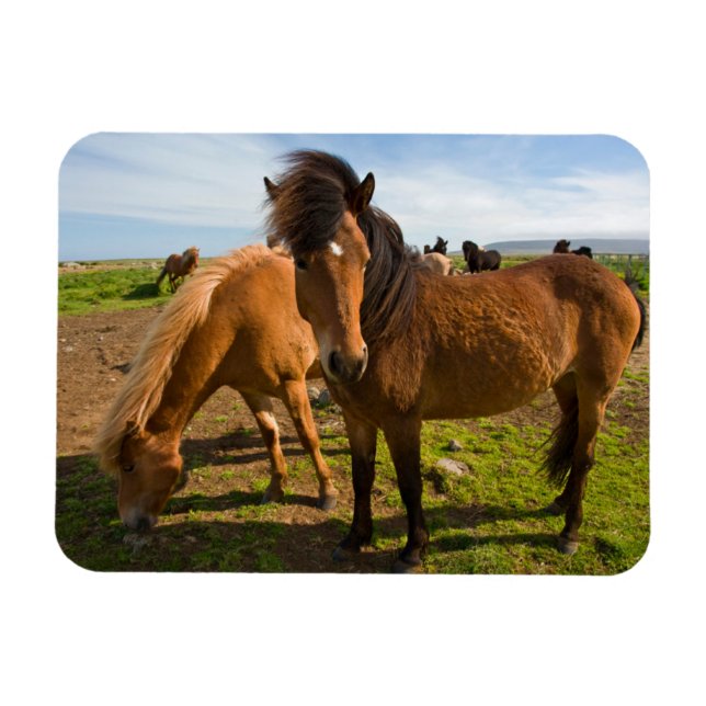Imán Caballos islandeses pastan (Horizontal)