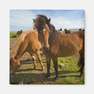 Imán Caballos islandeses pastan
