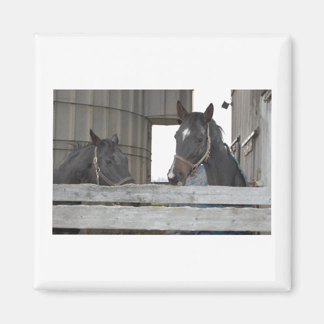 Imán Caballos negros/Rango (Frente)