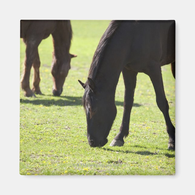 Imán Caballos pastoreando 2 (Frente)