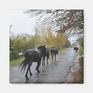 Imán Caballos que caminan abajo de la calle del roble