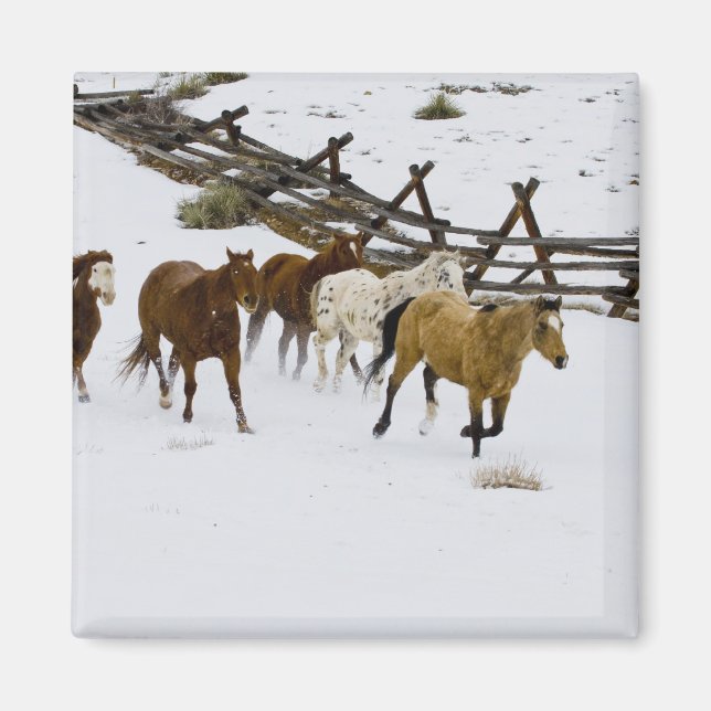 Imán Caballos que corren en nieve (Frente)