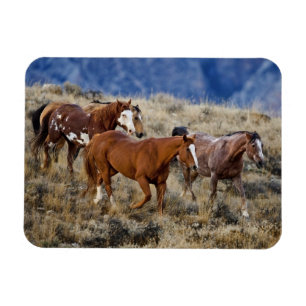 Imán Caballos que pastan en las colinas