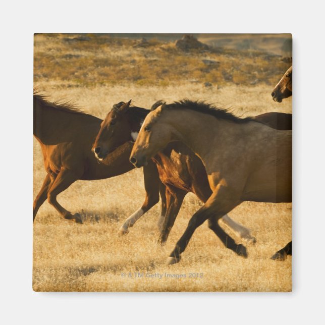 Imán Caballos salvajes (Frente)