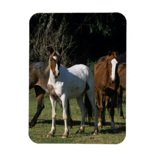 Imán Caballos salvajes 1 del mustango