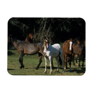 Imán Caballos salvajes 1 del mustango