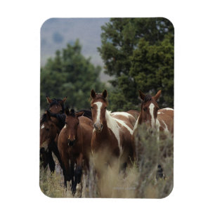 Imán Caballos salvajes 2 del mustango