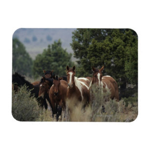 Imán Caballos salvajes 2 del mustango