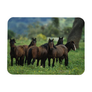 Imán Caballos salvajes 3 del mustango