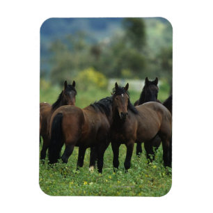 Imán Caballos salvajes 3 del mustango