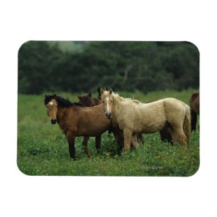 Imán Caballos salvajes 4 del mustango
