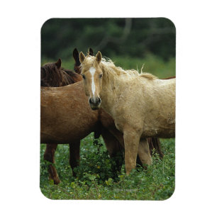 Imán Caballos salvajes 4 del mustango