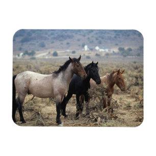 Imán Caballos salvajes 5 del mustango