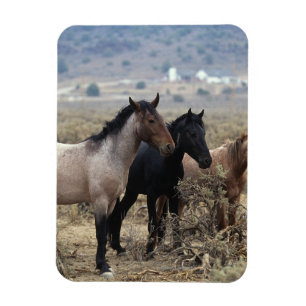 Imán Caballos salvajes 5 del mustango