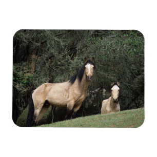Imán Caballos salvajes 6 del mustango