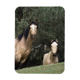 Imán Caballos salvajes 6 del mustango