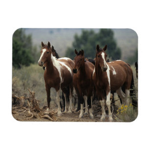 Imán Caballos salvajes 7 del mustango
