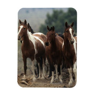 Imán Caballos salvajes 7 del mustango