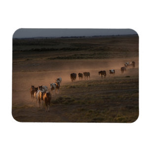 Imán Caballos salvajes caminando hacia el desierto