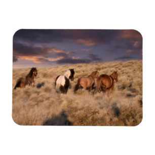Imán Caballos Salvajes Corriendo